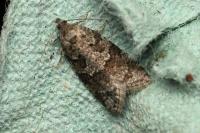 Cnephasia