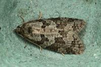 Cnephasia
