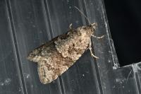 Cnephasia
