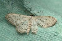 Idaea seriata