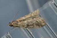 Ephestia