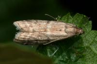Ephestia