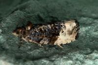 Hedya nubiferana