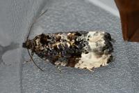 Hedya nubiferana
