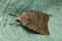 Caradrina clavipalpis