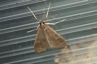 Mecyna asinalis