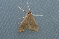 Mecyna asinalis