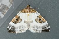 Plemyria rubiginata