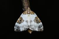 Plemyria rubiginata