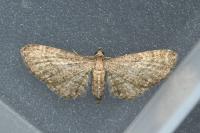 Eupithecia haworthiata