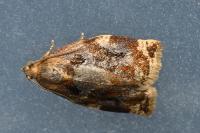 Archips xylosteana