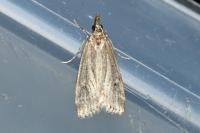 Eudonia pallida
