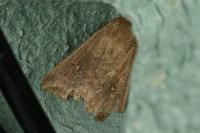 Mythimna albipuncta