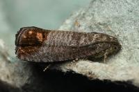Cydia pomonella