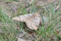 Minucia lunaris