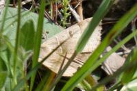 Minucia lunaris