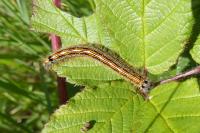 Malacosoma neustria