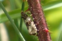 Orthotaenia undulana