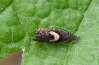 Dichrorampha petiverella