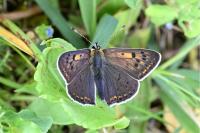 Lycaena tityrus