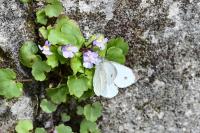 Pieris rapae