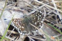 Pyrgus malvae