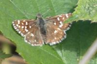 Pyrgus armoricanus