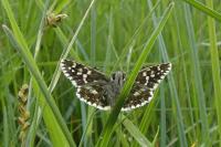 Pyrgus malvae
