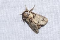 Drymonia velitaris