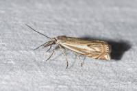 Crambus lathoniellus