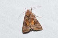Autographa jota