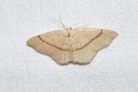 Cyclophora punctaria