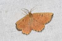Angerona prunaria