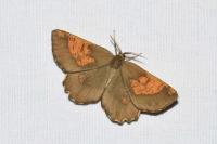 Angerona prunaria
