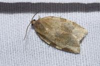 Choristoneura hebenstreitella