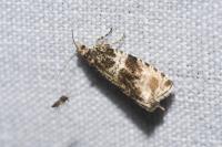 Orthotaenia undulana