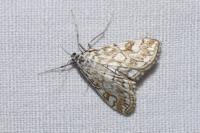 Elophila nymphaeata