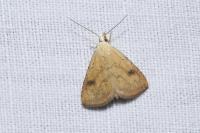Rivula sericealis