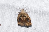 Archips crataegana
