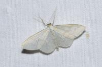 Cabera exanthemata