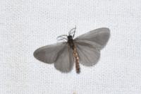 Sterrhopterix fusca