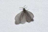 Sterrhopterix fusca