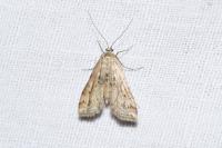 Cataclysta lemnata
