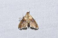 Agrotera nemoralis