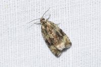 Celypha lacunana