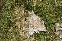 Stauropus fagi