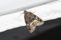 Deltote pygarga