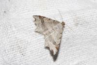 Macaria alternata
