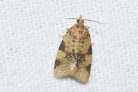 Epagoge grotiana
