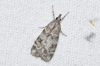 Scoparia ambigualis